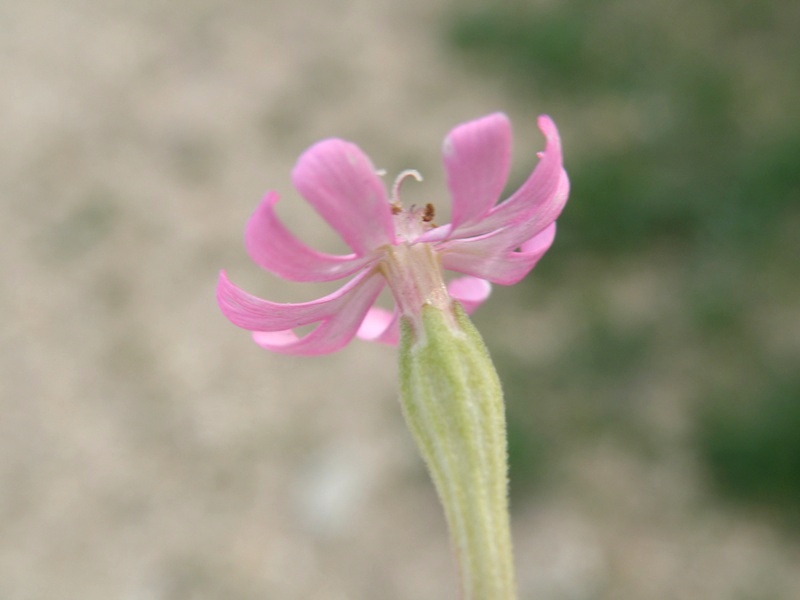 Silene rosa
